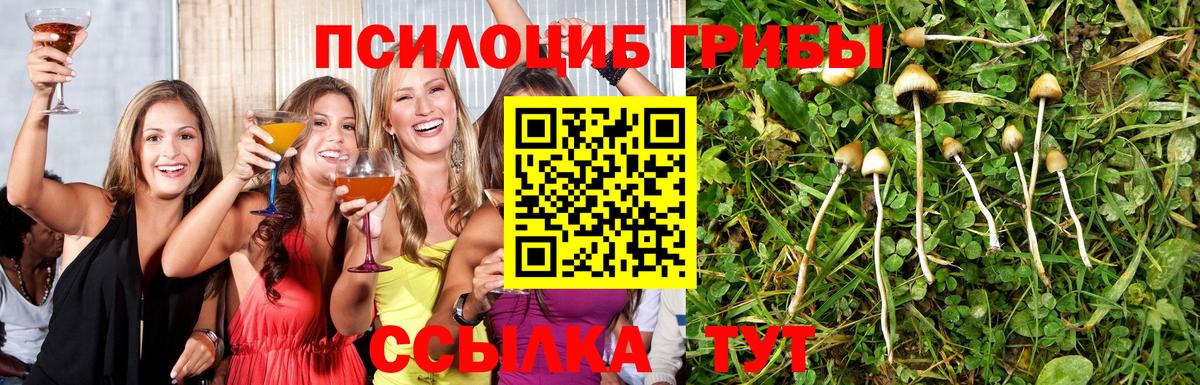 Псилоцибиновые грибы мицелий  Вход с VPN  Тайшет  Псилоцибиновые грибы мицелий 